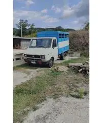 Iveco daily x animali