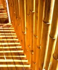 Vendo canne di bambù bambu con diametro da 1 cm. fino a 10 cm.