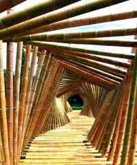 Vendo canne di bambù bambu con diametro da 1 cm. fino a 10 cm.