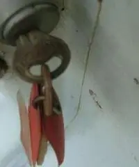 Vespa 125cc Faro Basso Anno 1953