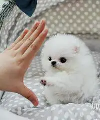 cuccioli bella Pomerania / Pomerania