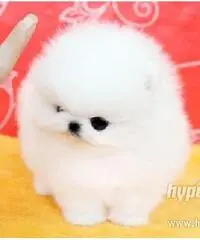cuccioli bella Pomerania / Pomerania
