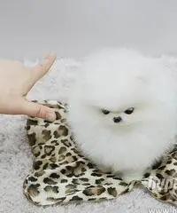 cuccioli bella Pomerania / Pomerania