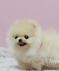 cuccioli bella Pomerania / Pomerania