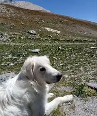 CERCO UNA DONNA SEMPLICE