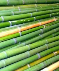 Vendo canne di bambù bambu con diametro da 1 cm. fino a 10 cm. Vendo canne di bambù bambu con diametro da 1 cm. fino a 10 cm.