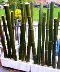 Vendo canne di bambù bambu con diametro da 1 cm. fino a 10 cm. Vendo canne di bambù bambu con diametro da 1 cm. fino a 10 cm.