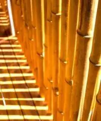 Vendo canne di bambù bambu con diametro da 1 cm. fino a 10 cm. Vendo canne di bambù bambu con diametro da 1 cm. fino a 10 cm.