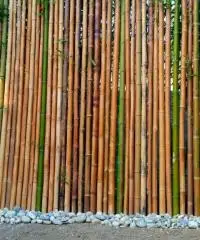 Vendo canne di bambù bambu con diametro da 1 cm. fino a 10 cm. Vendo canne di bambù bambu con diametro da 1 cm. fino a 10 cm.