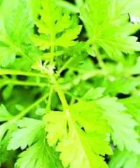 vuoi curare la tua salute oggi messaggio per le erbe