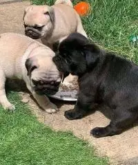 maschio e femmina mops cuccioli