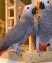 Bella bambino molto umile Congo Bambino grigio africano per la vendita ,