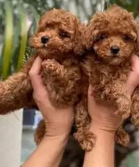 Cuccioli di Barboncino Red