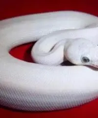 Pitone reale adulto albino morph banana