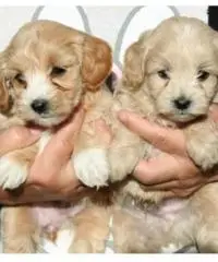 Cuccioli di Cocker Spaniel