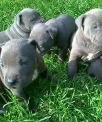 Cuccioli di pitbull