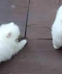 Volpino di pomerania