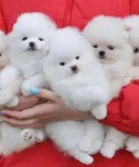 Cucciola de Spitz Nano ( Pomerania)