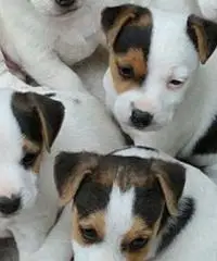 Jack Russell Terrier