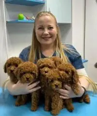 Cucciolo di barboncino