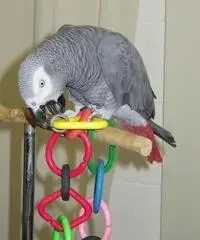 Pappagallo africano grigio Pappagallo africano grigio