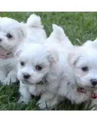 Puliti cuccioli africani da vendere Puliti cuccioli africani da vendere