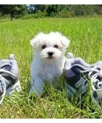 REAGLO Cuccioli di Maltese taglia piccola