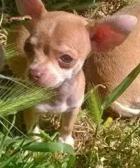 Chihuahua Chihuahua