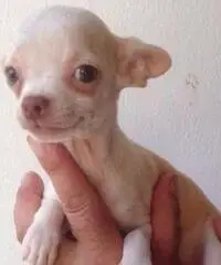 Chihuahua
