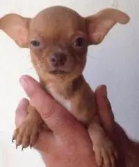 Chihuahua Chihuahua