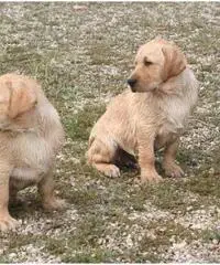 Labrador Retriever Cuccioli con pedigree