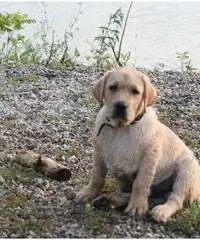 Labrador Retriever Cuccioli con pedigree