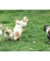 Galline Ornamentali razza Faverolles Gigante Galline Ornamentali razza Faverolles Gigante