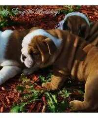 english bull dogs
