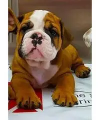 english bull dogs