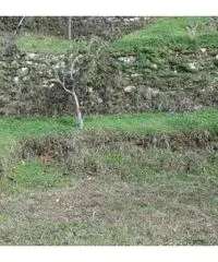 Terreno coltivato