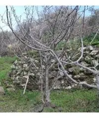 Terreno coltivato