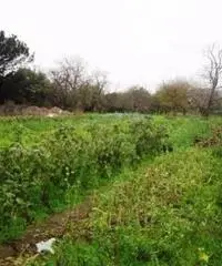 Vendita Agricolo in Strada Provinciale San Vito - Scisciano
