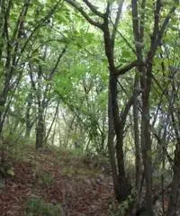 Vendita Agricolo in Via Circonvallazione