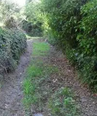 Vendita Agricolo in Via Circonvallazione