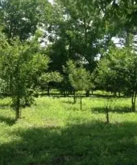 Vendita Agricolo in via Malatesta Vendita Agricolo in via Malatesta