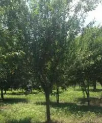 Vendita Agricolo in via Malatesta Vendita Agricolo in via Malatesta