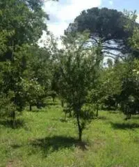 Vendita Agricolo in via Malatesta Vendita Agricolo in via Malatesta