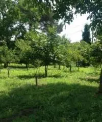Vendita Agricolo in via Malatesta Vendita Agricolo in via Malatesta