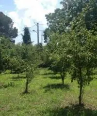 Vendita Agricolo in via Malatesta Vendita Agricolo in via Malatesta