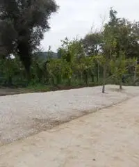 Vendita Agricolo in Via Mortella Vendita Agricolo in Via Mortella