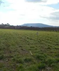 Vendita Agricolo in Via Cesapepere