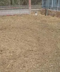 RifITI 013-AA25575 - Terreno Agricolo in Affitto a Giugliano in Campania - Varcaturo di 1700 mq