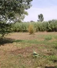 Vendita Agricolo da 3300mq