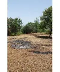 Monterusciello: Vendita Agricolo in Via Vicinale Canosa Monterusciello: Vendita Agricolo in Via Vicinale Canosa